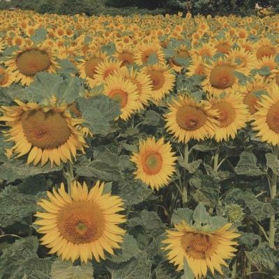 心源性猝死高危因素有哪些